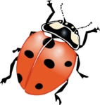 ladybeetle, ladybird beetle, ladybug-146809.jpg