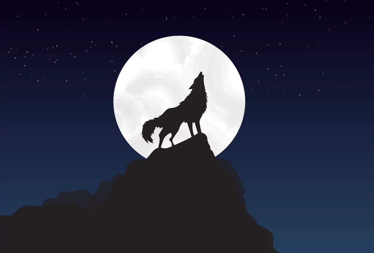 wolf, moon, nighttime-4561204.jpg